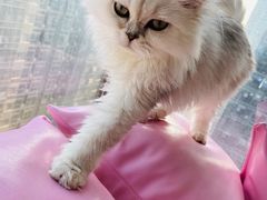 -Sweet cat·星愿猫咖(国贸大厦店)