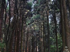 -上色见熊野座神社