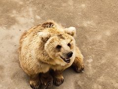 -哈尔滨北方森林动物园