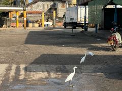 -尼甘布海鲜市场