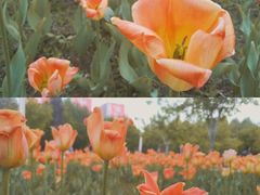 -长春公园(普阳街道)