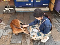 -奈良公园