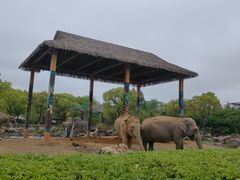 -上海野生动物园