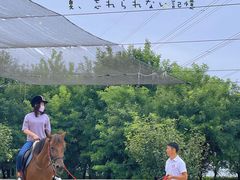-北京群众马术培训基地