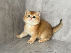 -小猫来了·猫舍(红山六九七九店)