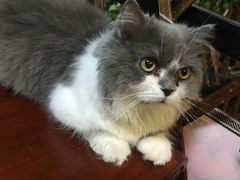 -李小姐の猫咖啡馆(五角场店)
