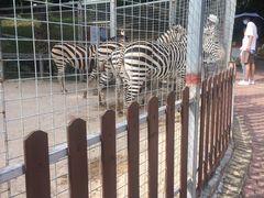 -泉州海丝野生动物世界