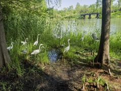 -溱湖国家湿地公园