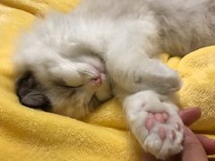 -翊宠yipet猫狗购宠庄园犬舍•猫舍