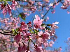 -天适樱花悠乐园