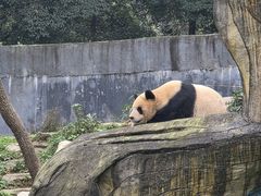 -中国大熊猫保护研究中心雅安碧峰峡基地