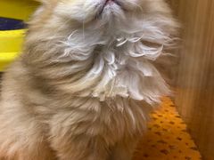 -欣宠猫屋·矮脚拿破仑·蓝金金渐层