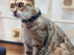 -猫色咖啡·猫咖