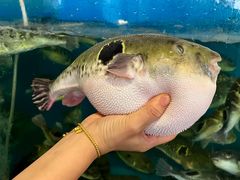 -天正河鲀·河豚亭(大连店)