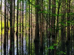 -桤木河湿地公园