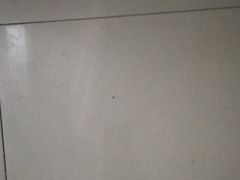 -碧江金楼