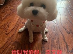-西安京西宠物医院·瘫痪·疑难杂症