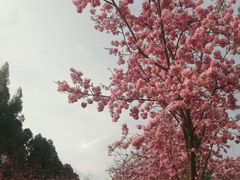 -云南野生动物园