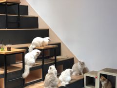 -瞄一喵猫咖(格力海岸店)
