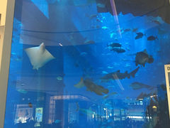 -迪拜水族馆及水下动物园