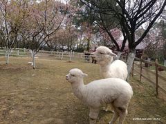 -南山植物园