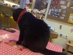 -滚猫咖啡·猫咖·猫友好撸猫(未来城店)