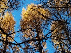 -塞罕坝国家级自然保护区