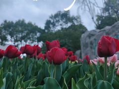 -上海鲜花港