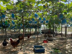 -马陆小张葡萄园农家乐