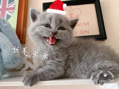 -瑞派宠物医院·CT影像中心·猫友好医院(奥城店)