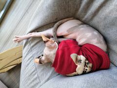 -藏猫猫咖啡主题馆(中央大道店)