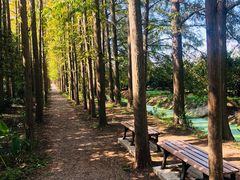 -上海长兴岛郊野公园