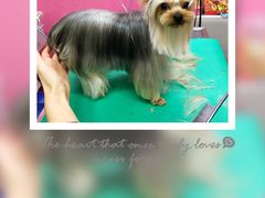-爱宠屋pet shop·宠物洗澡·宠物美容