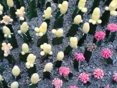 -南山植物园