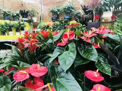 -秦美花卉(天朗·莱茵小城2期店)