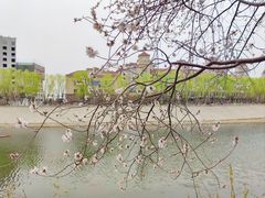 -桃花堤公园