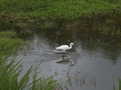 -洱海月湿地公园