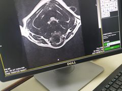 -泰洋动物医院·神经专科·磁共振·CT(天河公园总院)