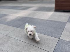 -半岛宠物医院24小时(西派城店)
