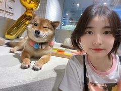-柴务处·柴犬主题狗咖
