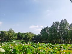 -金银湖国家城市湿地公园