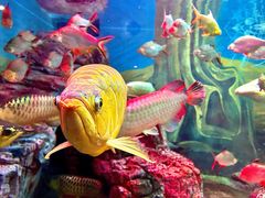 -上海海洋水族馆