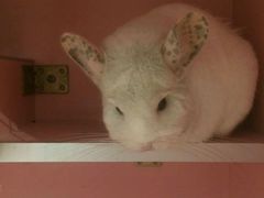-藦茜花园宠物主题亲子互动体验馆(国顺东路店)