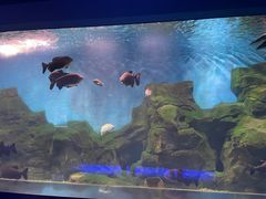 -石家庄海洋公园