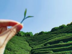 -龙坞茶村