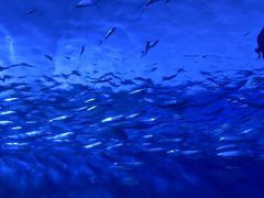 -多彩贵州城极地海洋世界