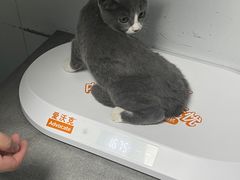 -瑞派先诺宠物医院•猫专科•普外科•中兽医(佛山院)