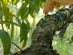 -老袁家蜜桃农场·阳山水蜜桃