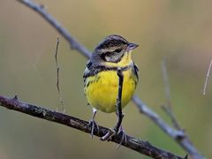 -广州白江湖森林公园