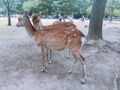 -奈良公园